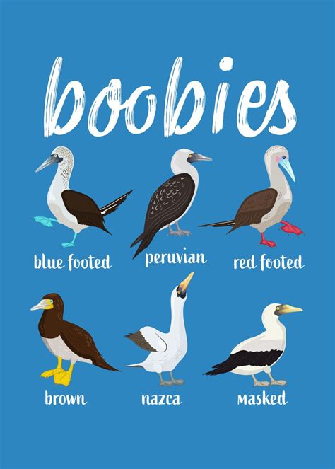 boobies|boobies